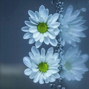 Meet your Posher, Judy